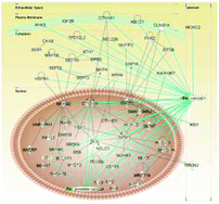 Graphical abstract: Large scale phosphoproteome analysis of LNCaP human prostate cancer cells