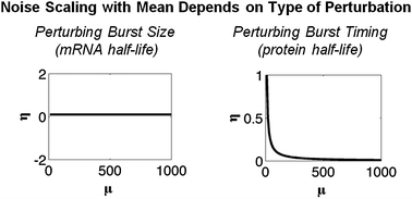 Graphical abstract: Mammalian protein expression noise: scaling principles and the implications for knockdown experiments