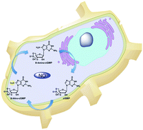 Graphical abstract: Nitric oxide promotes recycling of 8-nitro-cGMP, a cytoprotective mediator, into intact cGMP in cells