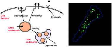 Graphical abstract: Integrated experimental and model-based analysis reveals the spatial aspects of EGFR activation dynamics