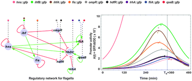 Graphical abstract: Hierarchical dynamics of a transcription factors network in E. coli