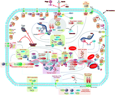 Graphical abstract: Ter-dependent stress response systems: novel pathways related to metal sensing, production of a nucleoside-like metabolite, and DNA-processing