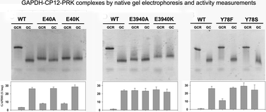 Graphical abstract: CP12 residues involved in the formation and regulation of the glyceraldehyde-3-phosphate dehydrogenase–CP12–phosphoribulokinase complex in Chlamydomonas reinhardtii