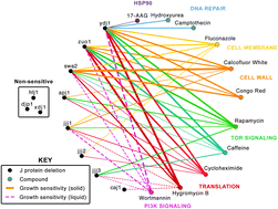 Graphical abstract: Synthetic lethal interactions in yeast reveal functional roles of J protein co-chaperones