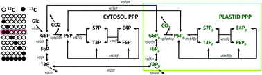 Graphical abstract: Designer labels for plant metabolism: statistical design of isotope labeling experiments for improved quantification of flux in complex plant metabolic networks