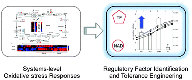 Graphical abstract: Systems-level characterization and engineering of oxidative stress tolerance in Escherichia coli under anaerobic conditions