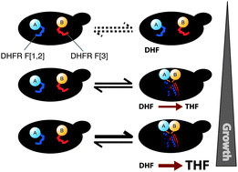 Graphical abstract: qPCA: a scalable assay to measure the perturbation of protein–protein interactions in living cells