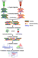 Graphical abstract: Large-scale quantitative glycoproteomics analysis of site-specific glycosylation occupancy