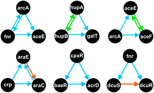 Graphical abstract: Extensive cross-talk and global regulators identified from an analysis of the integrated transcriptional and signaling network in Escherichia coli