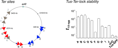 Graphical abstract: Differential Tus–Ter binding and lock formation: implications for DNA replication termination in Escherichia coli