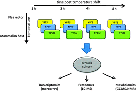 Graphical abstract: A multi-omic systems approach to elucidating Yersinia virulence mechanisms