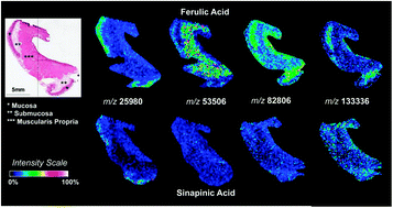 Graphical abstract: Detection of high molecular weight proteins by MALDI imaging mass spectrometry