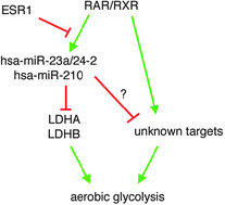 Graphical abstract: Estrogen and retinoic acid antagonistically regulate several microRNA genes to control aerobic glycolysis in breast cancer cells