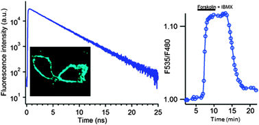 Graphical abstract: Minimum set of mutations needed to optimize cyan fluorescent proteins for live cell imaging