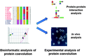 Graphical abstract: Protein co-evolution: how do we combine bioinformatics and experimental approaches?