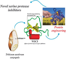 Graphical abstract: Wheat Subtilisin/Chymotrypsin Inhibitor (WSCI) as a scaffold for novel serine protease inhibitors with a given specificity