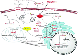 Graphical abstract: High glucose-induced proteome alterations in retinal pigmented epithelium cells and its possible relevance to diabetic retinopathy