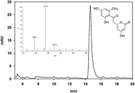 Graphical abstract: A type III polyketide synthase from Rhizobium etli condenses malonyl CoAs to a heptaketide pyrone with unusually high catalytic efficiency