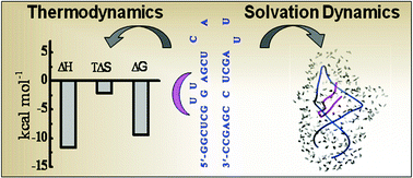 Graphical abstract: Thermodynamics and solvation dynamics of BIV TAR RNA–Tat peptide interaction