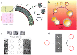 Graphical abstract: Early self-reproduction, the emergence of division mechanisms in protocells