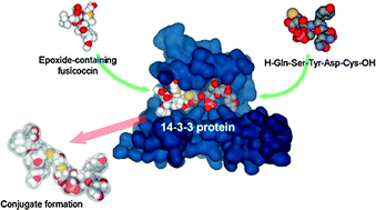 Graphical abstract: Chemical ligation of epoxide-containing fusicoccins and peptide fragments guided by 14-3-3 protein