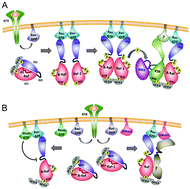 Graphical abstract: It takes two to tango – signalling by dimeric Raf kinases