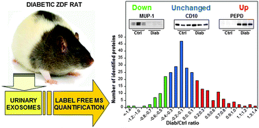 Graphical abstract: Urinary exosomes and diabetic nephropathy: a proteomic approach