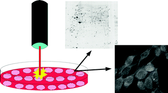 Graphical abstract: Effect of IR laser on myoblasts: a proteomic study