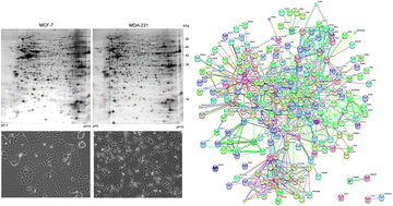 Graphical abstract: Comparative proteome profiling of breast tumor cell lines by gel electrophoresis and mass spectrometry reveals an epithelial mesenchymal transition associated protein signature