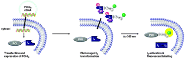 Graphical abstract: Chemical biology-based approaches on fluorescent labeling of proteins in live cells