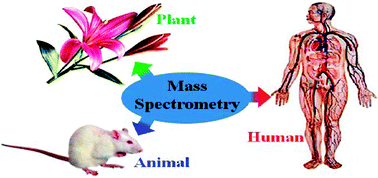 Graphical abstract: Mass spectrometry: towards in vivo analysis of biological systems