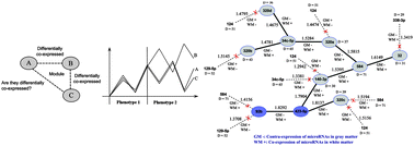 Graphical abstract: Studying the differential co-expression of microRNAs reveals significant role of white matter in early Alzheimer's progression