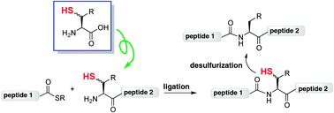 Graphical abstract: Synthetic cysteine surrogates used in native chemical ligation