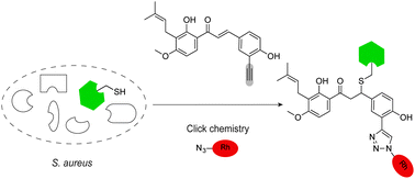 Graphical abstract: Target profiling of 4-hydroxyderricin in S. aureus reveals seryl-tRNA synthetase binding and inhibition by covalent modification