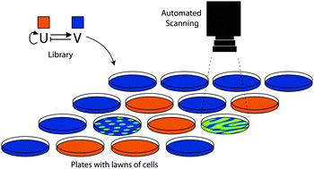 Graphical abstract: Building synthetic gene circuits from combinatorial libraries: screening and selection strategies