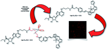 Graphical abstract: New potent, short-linker BODIPY-630/650™ labelled fluorescent adenosine receptor agonists