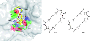 Graphical abstract: Unprecedented inhibition of resistant penicillin binding proteins by bis-2-oxoazetidinylmacrocycles