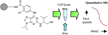 Graphical abstract: Quantitative affinity-based chemical proteomics of TrkA inhibitors