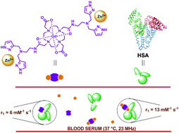 Graphical abstract: A second generation MRI contrast agent for imaging zinc ions in vivo