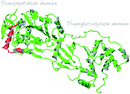 Graphical abstract: Mapping of a lipoglycopeptide antibiotic binding site on Staphylococcus aureus penicillin-binding protein 2 using a vancomycin photoaffinity analogue