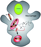 Graphical abstract: Isotuberculosinol: the unusual case of an immunomodulatory diterpenoid from Mycobacterium tuberculosis