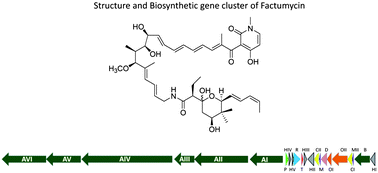 Graphical abstract: Biosynthetic gene cluster and antimicrobial activity of the elfamycin antibiotic factumycin