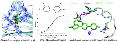 Graphical abstract: Structural studies of Enterococcus faecalis methionine aminopeptidase and design of microbe specific 2,2′-bipyridine based inhibitors