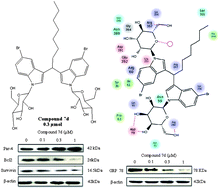 Graphical abstract: Design and synthesis of novel N,N′-glycoside derivatives of 3,3′-diindolylmethanes as potential antiproliferative agents