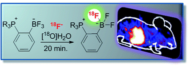 Graphical abstract: Harvesting 18F-fluoride ions in water via direct 18F–19F isotopic exchange: radiofluorination of zwitterionic aryltrifluoroborates and in vivo stability studies