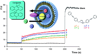 Graphical abstract: An anion structure–activity relationship of imidazolium-based synthetic transporters