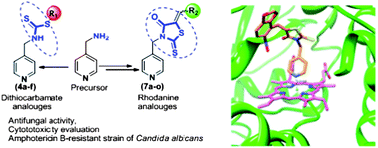 Graphical abstract: Discovery of a new class of dithiocarbamates and rhodanine scaffolds as potent antifungal agents: synthesis, biology and molecular docking