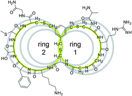 Graphical abstract: Phage display libraries of differently sized bicyclic peptides