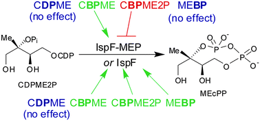 Graphical abstract: Synthesis and evaluation of stable substrate analogs as potential modulators of cyclodiphosphate synthase IspF