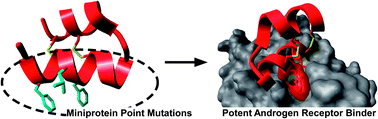 Graphical abstract: Structure–activity relationship studies of miniproteins targeting the androgen receptor–coactivator interaction